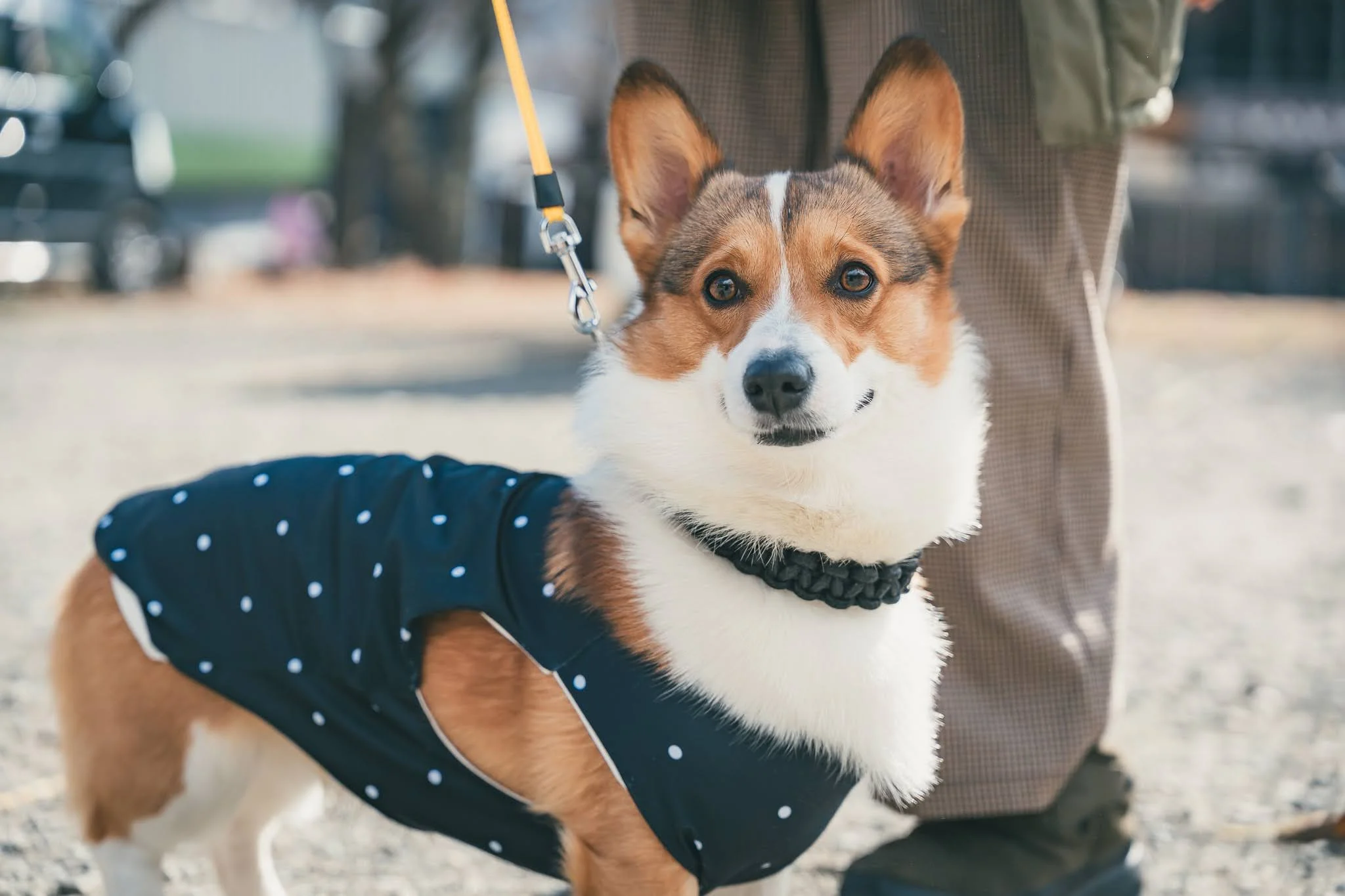 2025年コッコ祭りの様子348