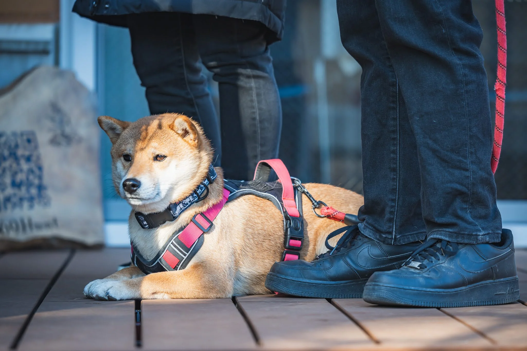 2025年コッコ祭りの様子469